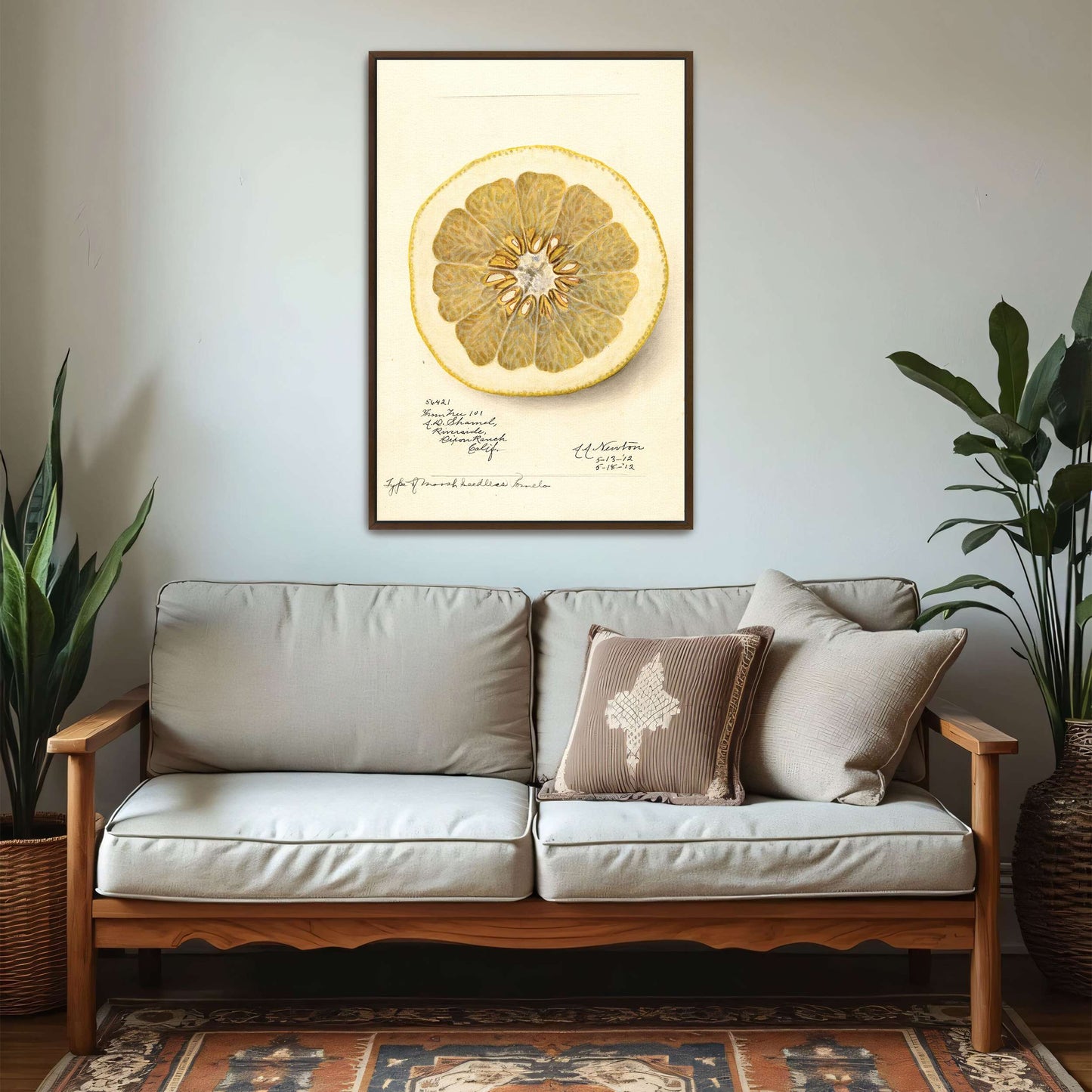 Watercolor of pomelo cross-section by Amanda Almira Newton