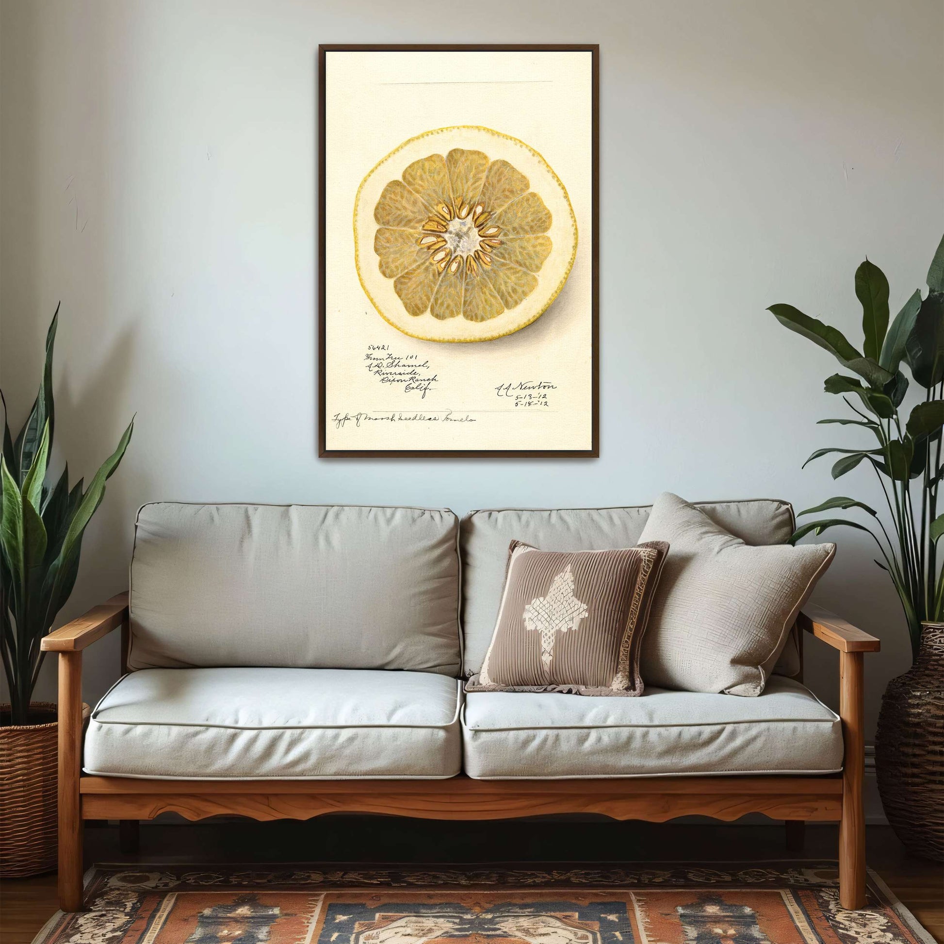 Watercolor of pomelo cross-section by Amanda Almira Newton