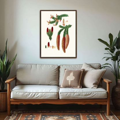 Norway spruce fir botanical illustration by Aylmer Bourke Lambert