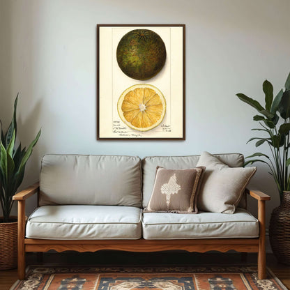 Watercolor painting of a citrus fruit by Mary Daisy Arnold