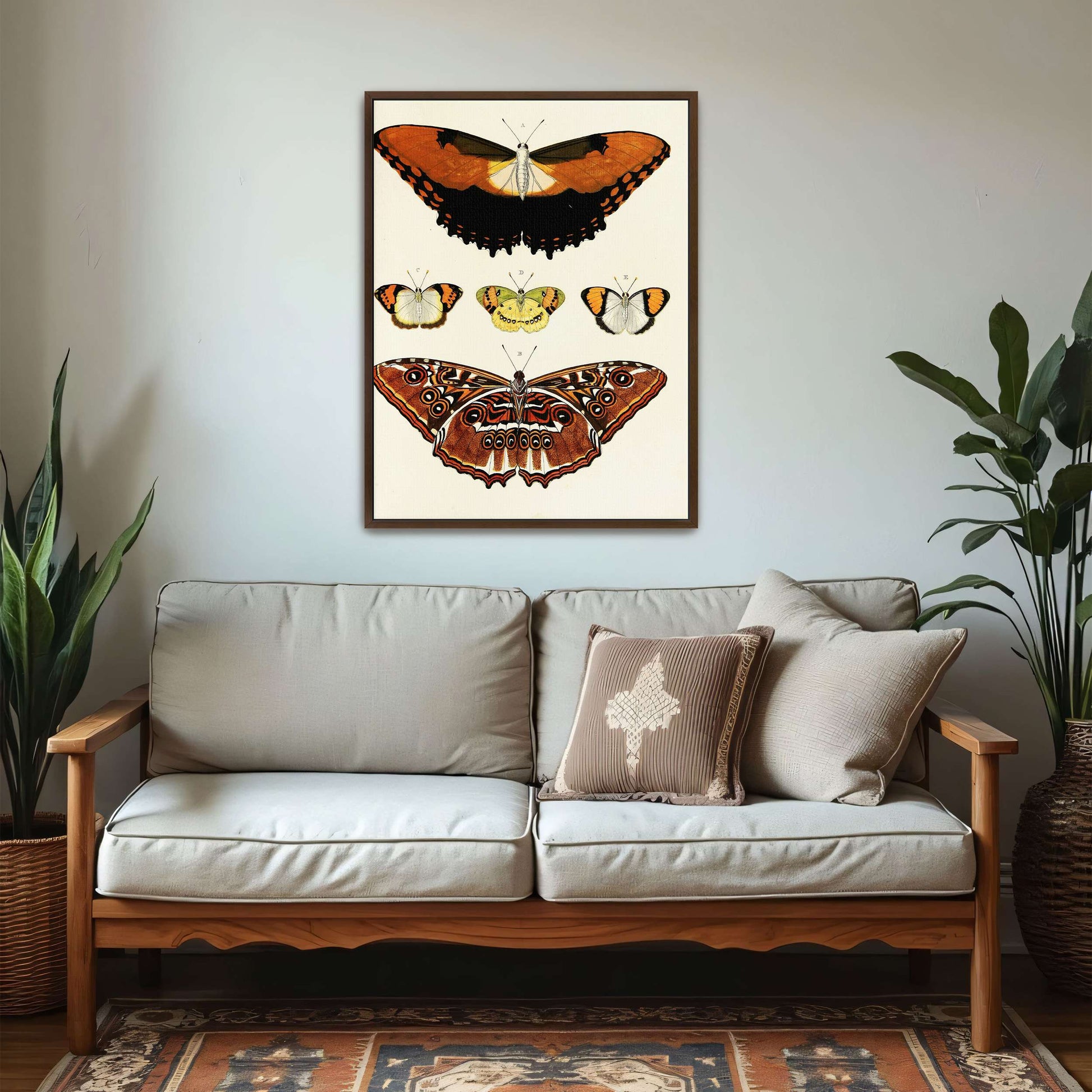 Five butterflies on white background by Pieter Cramer