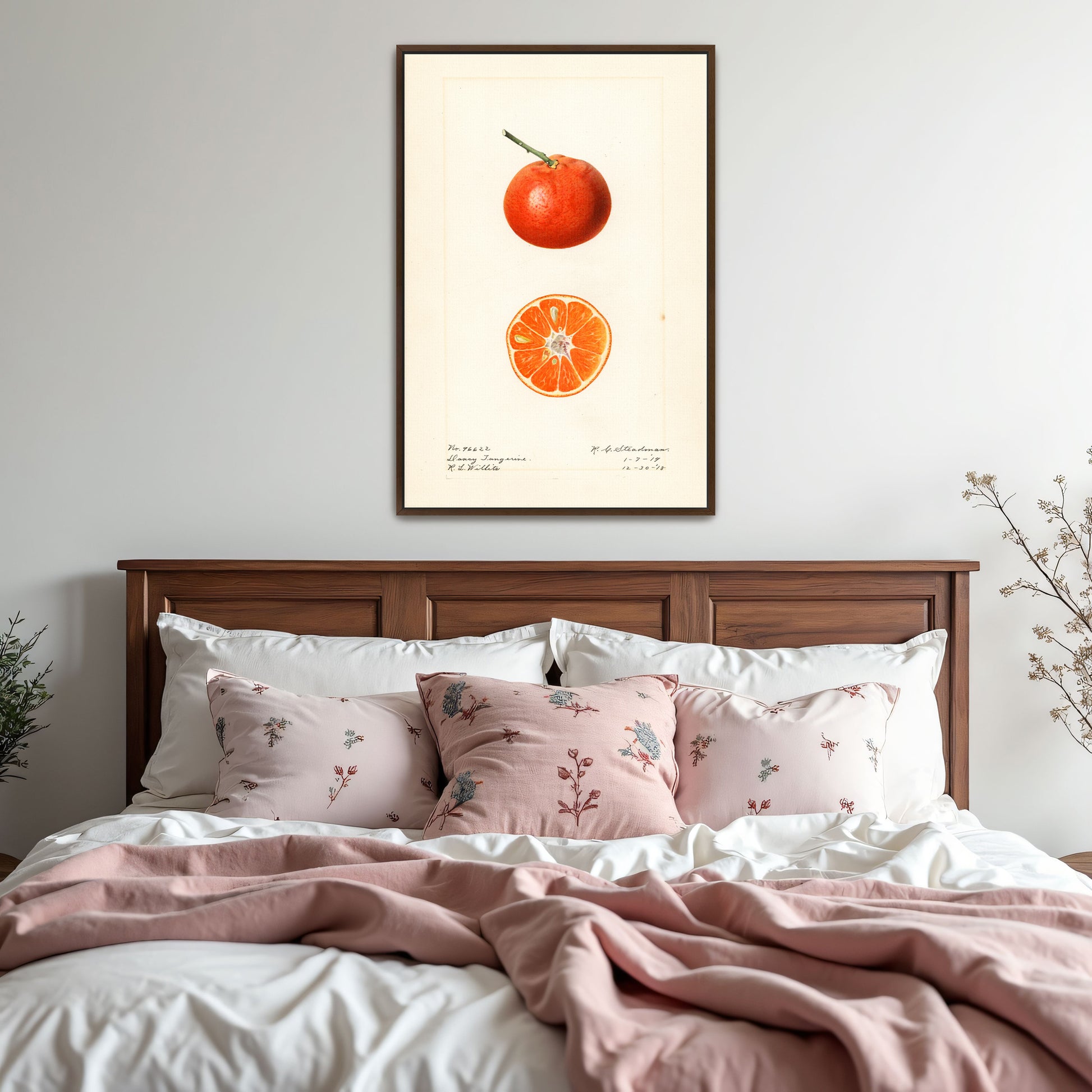 Dancy Tangerine Illustration Botanical Study By Royal Charles Steadman