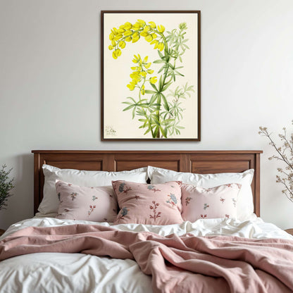 Yellow lupine watercolor painting by Mary Vaux Walcott
