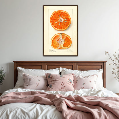 King Citrus Fruit Watercolor Illustration By Elsie E. Lower