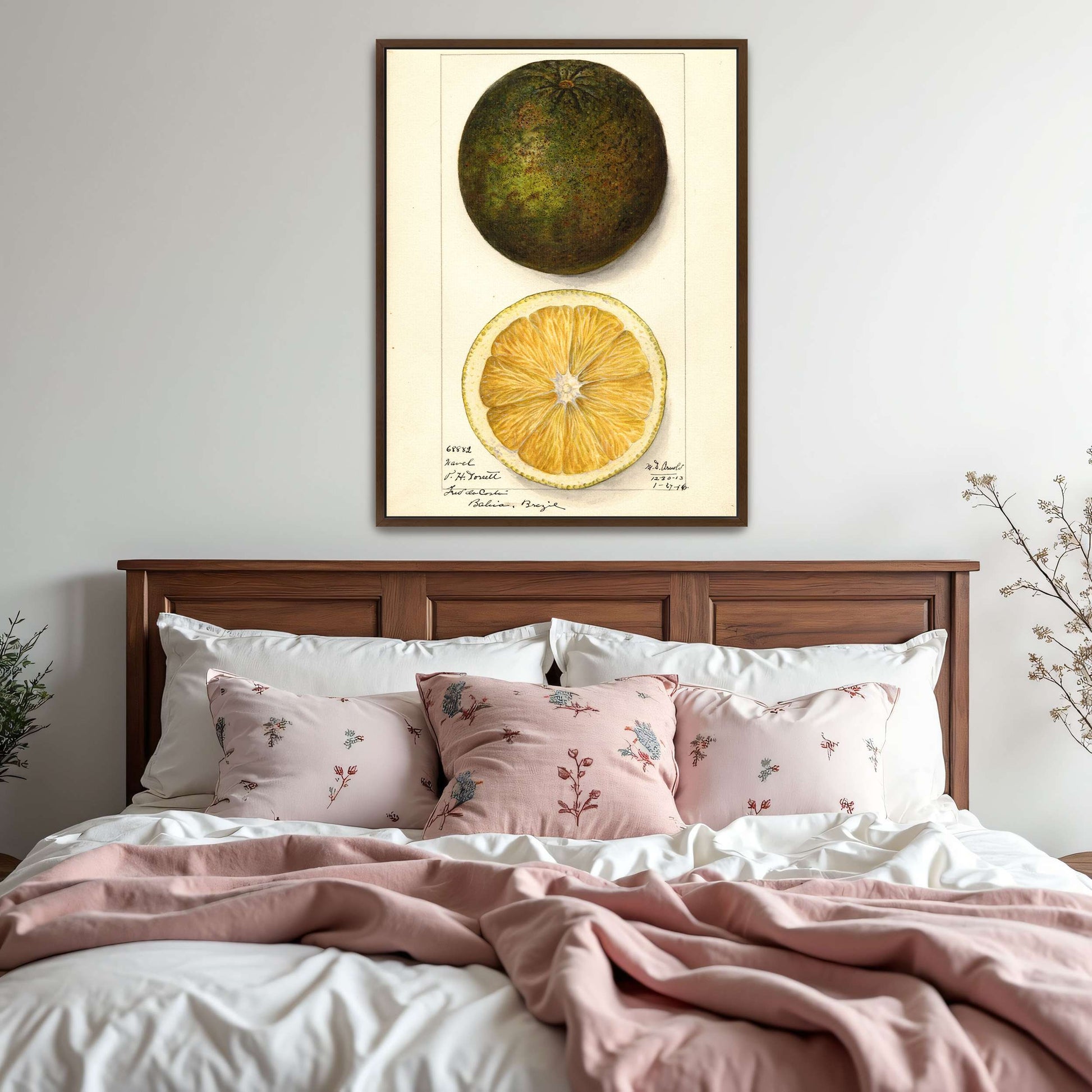 Watercolor painting of a citrus fruit by Mary Daisy Arnold