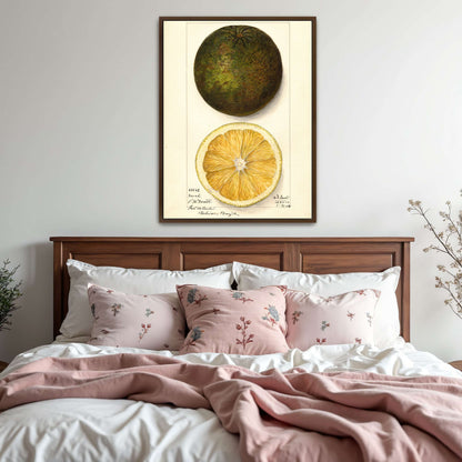 Watercolor painting of a citrus fruit by Mary Daisy Arnold