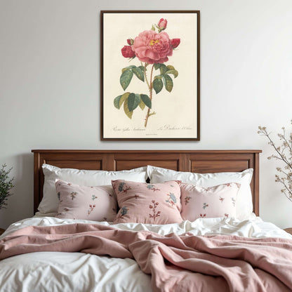 Pink rose botanical illustration by Pierre Joseph Redouté