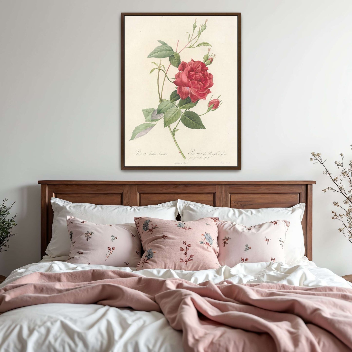 Red Rose Botanical Illustration by Pierre Joseph Redouté