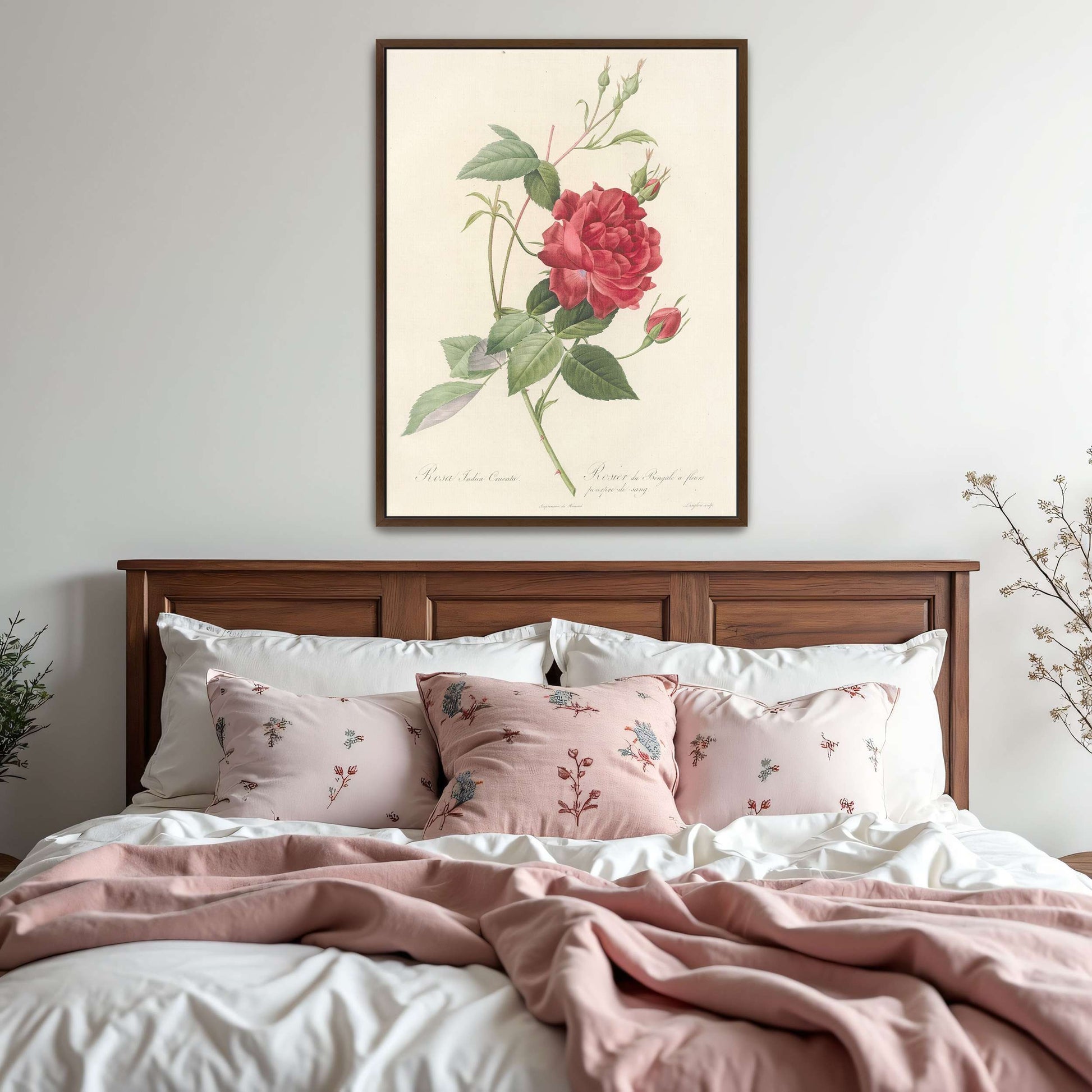Red Rose Botanical Illustration by Pierre Joseph Redouté