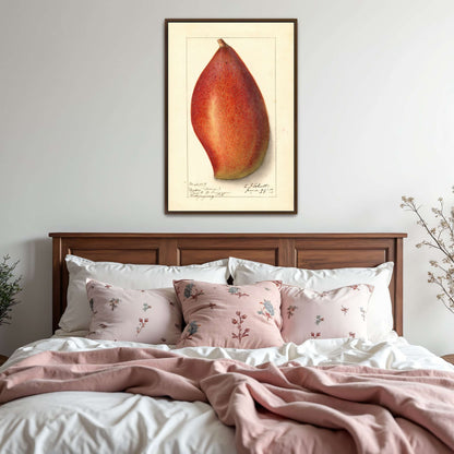 Red mango botanical illustration by Ellen Isham Schutt