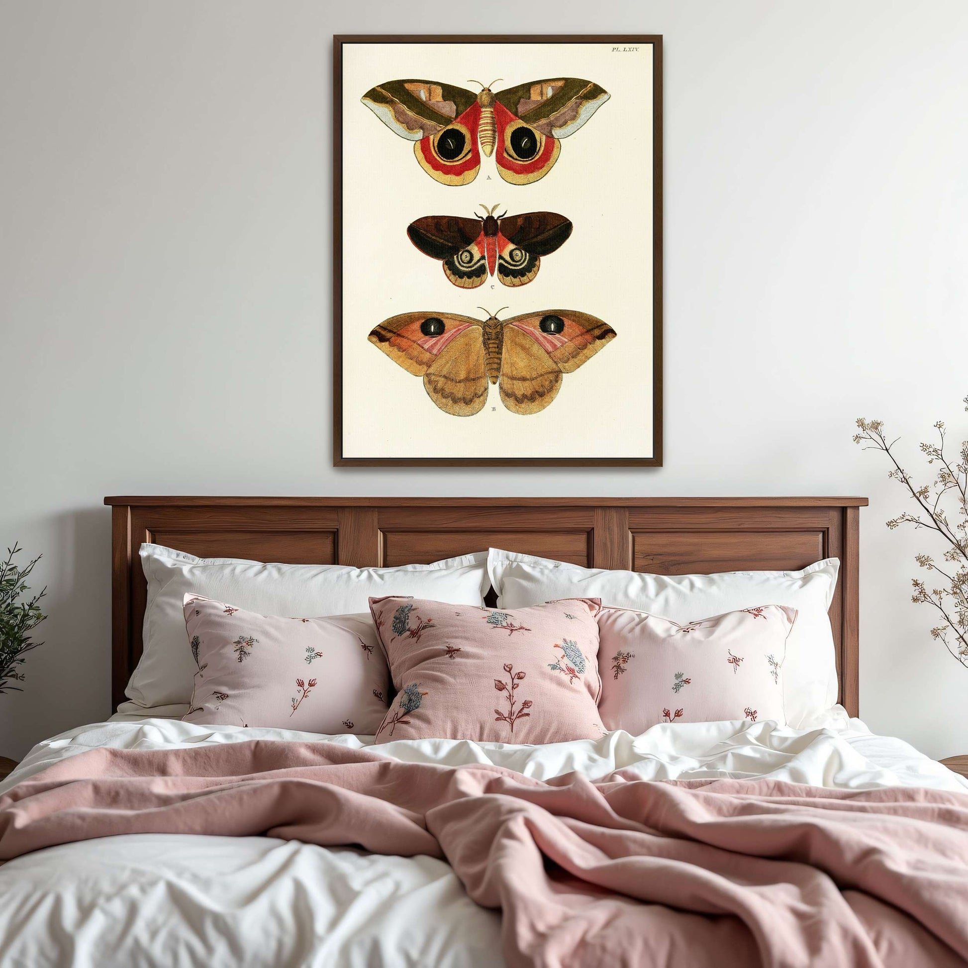 Three butterfly specimens on white background by Pieter Cramer