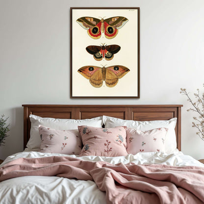 Three butterfly specimens on white background by Pieter Cramer