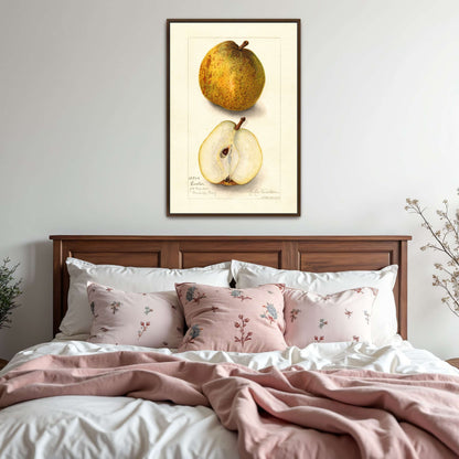 Watercolor painting of pears by Amanda Almira Newton