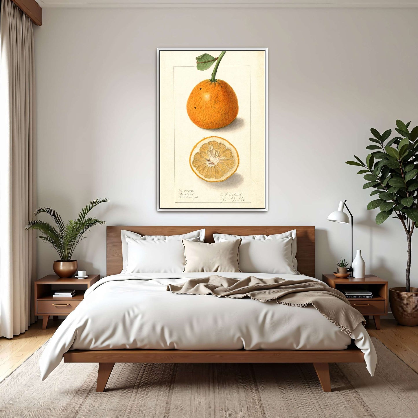 Orange fruit botanical illustration by Ellen Isham Schutt