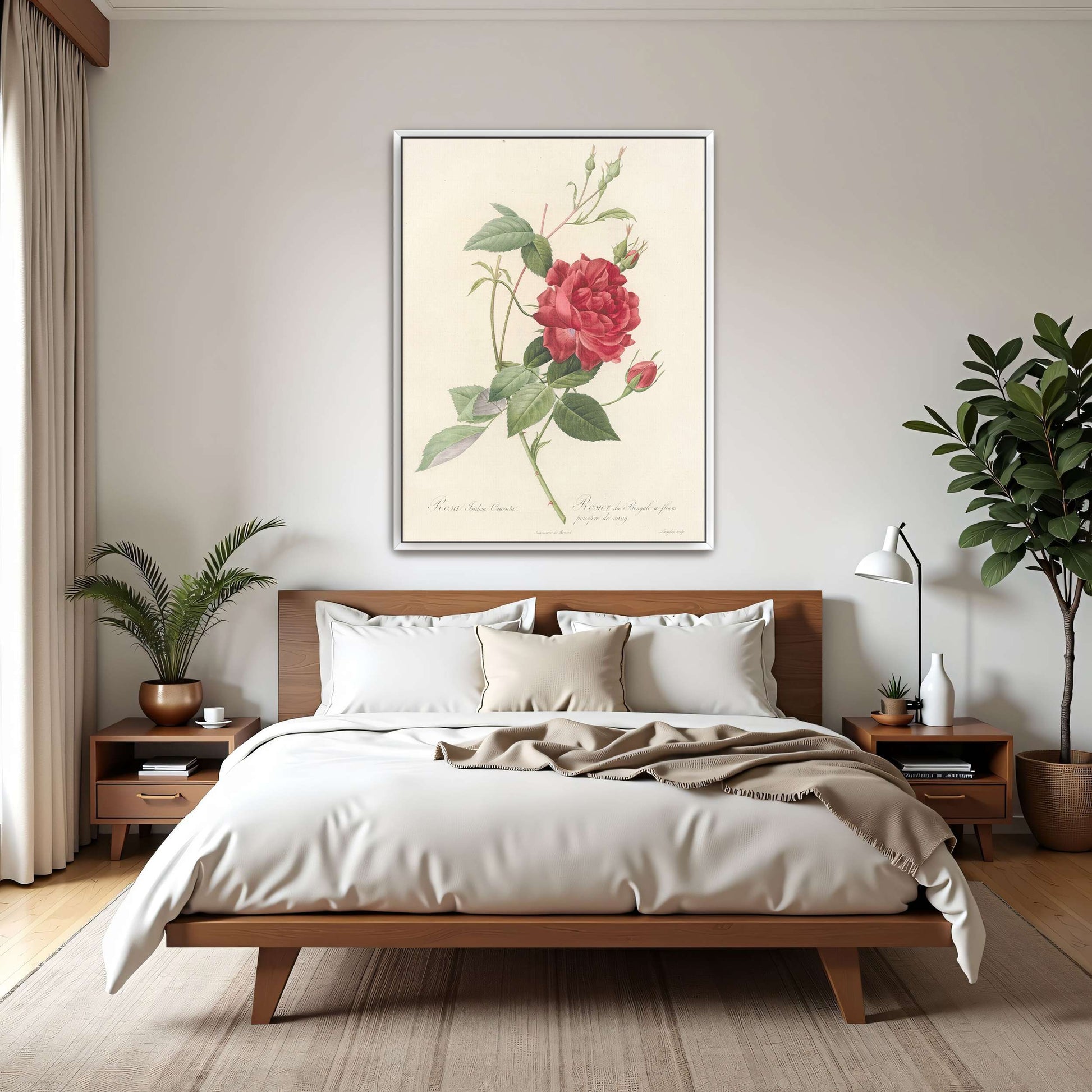 Red Rose Botanical Illustration by Pierre Joseph Redouté