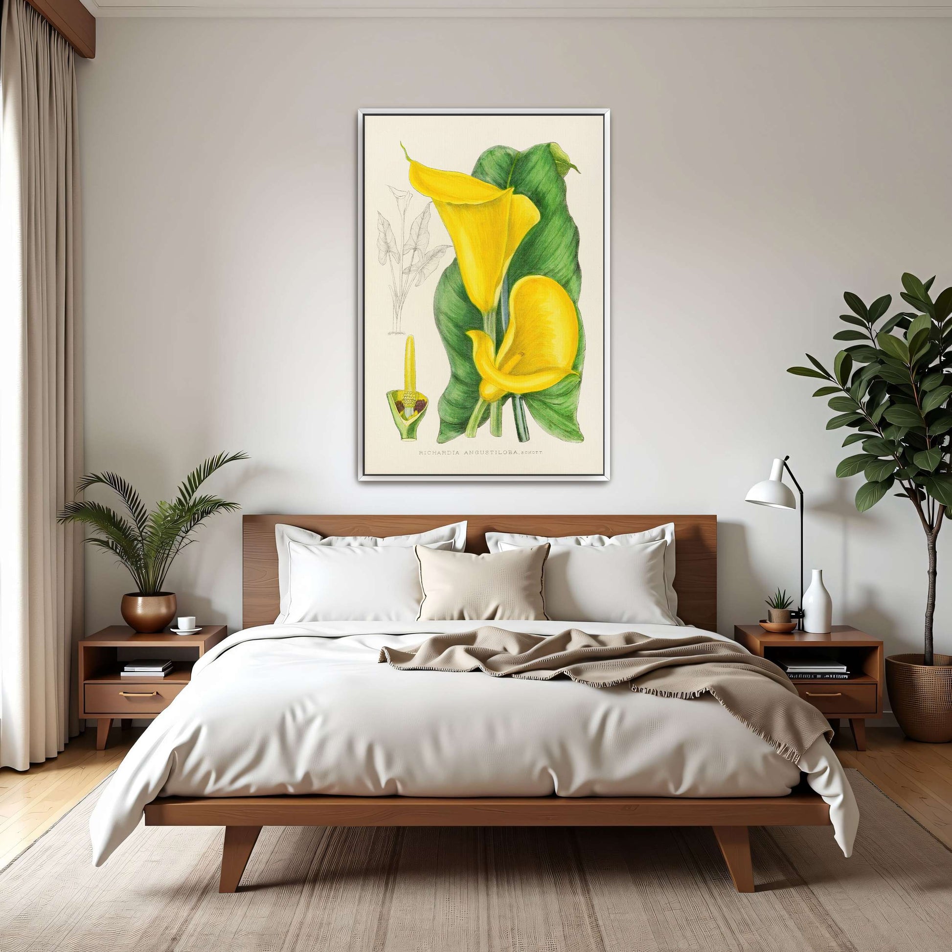 Yellow Calla Lily Botanical Illustration by Illtyd Buller Pole-Evans
