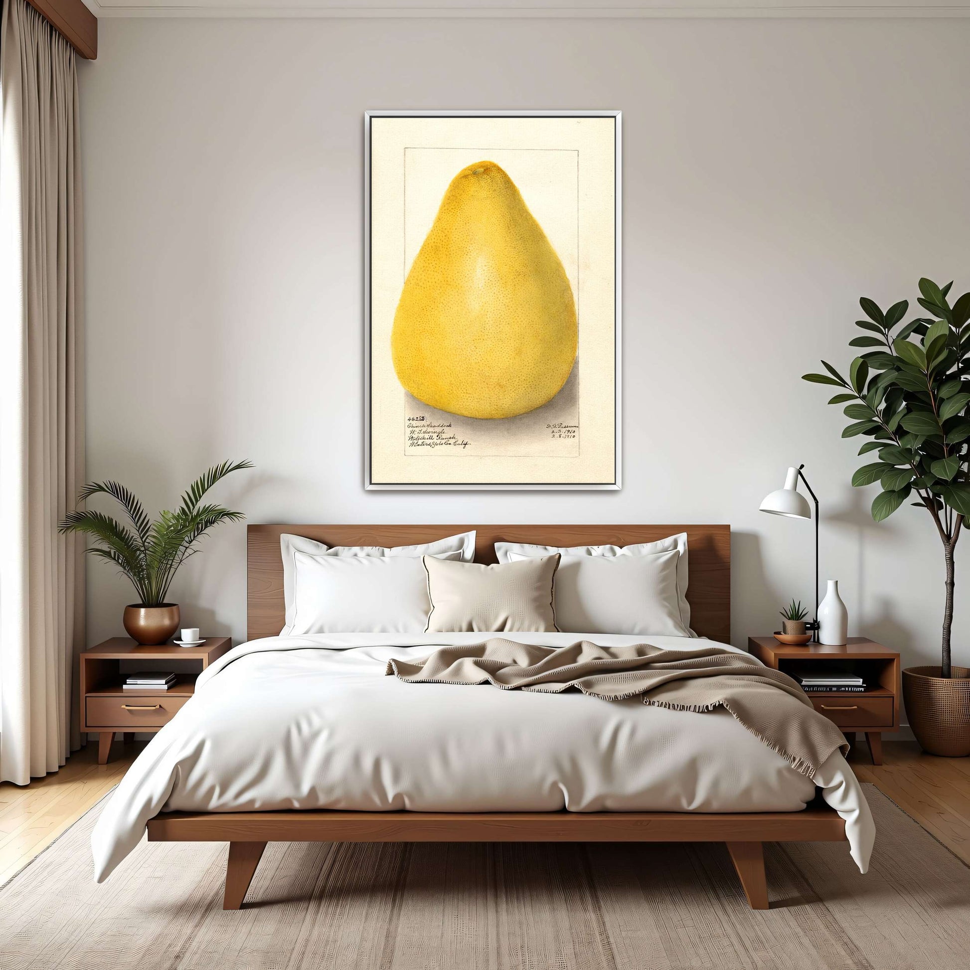 Watercolor of a pomelo by Amanda Almira Newton