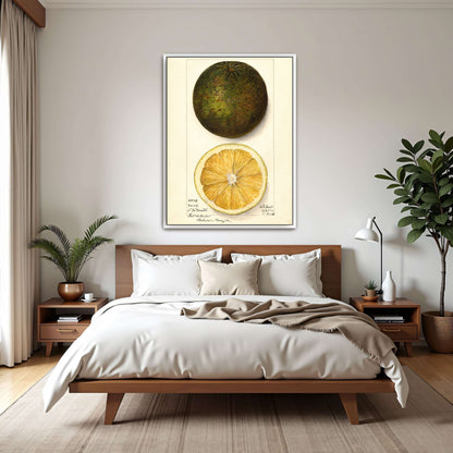 Watercolor painting of a citrus fruit by Mary Daisy Arnold