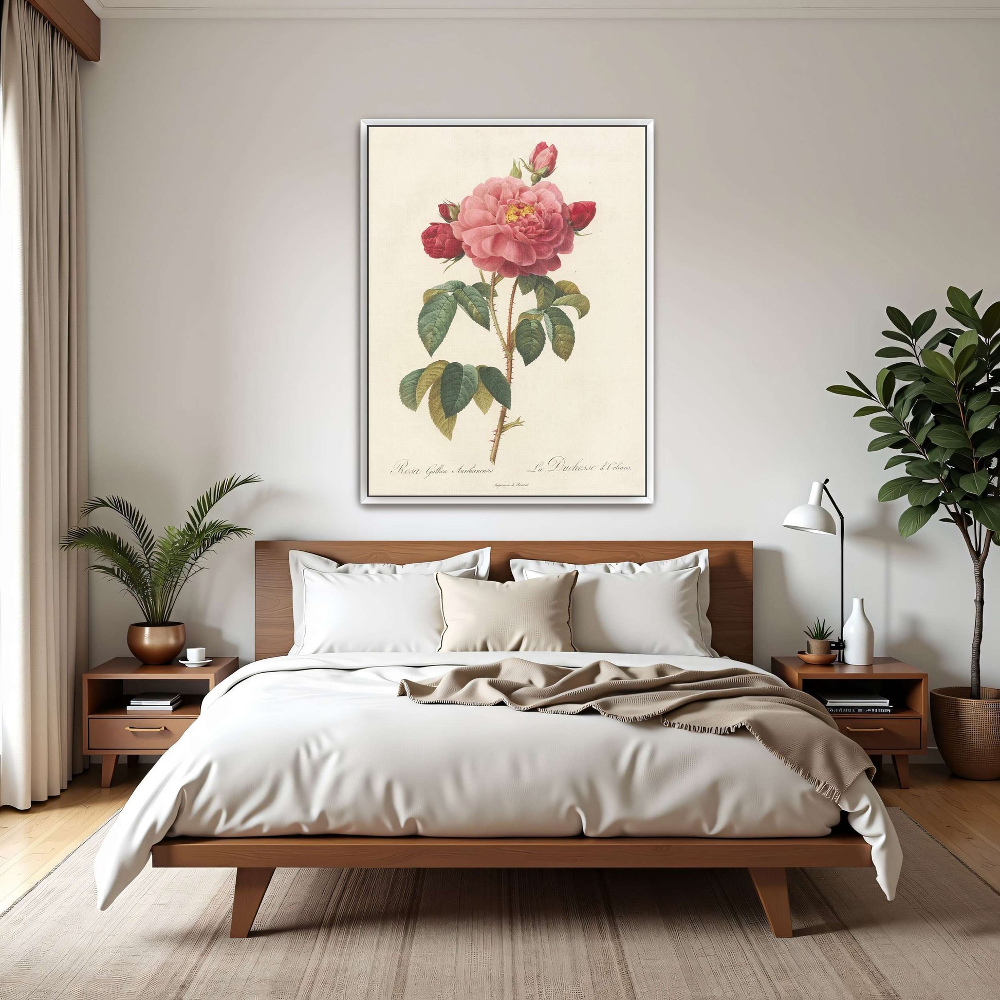 Pink rose botanical illustration by Pierre Joseph Redouté