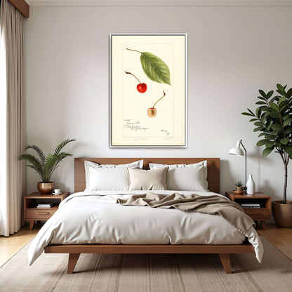 Cherry leaf and fruit watercolor by Bertha Heiges