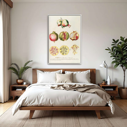 Pomegranate botanical illustration by Georg Dionysius Ehret