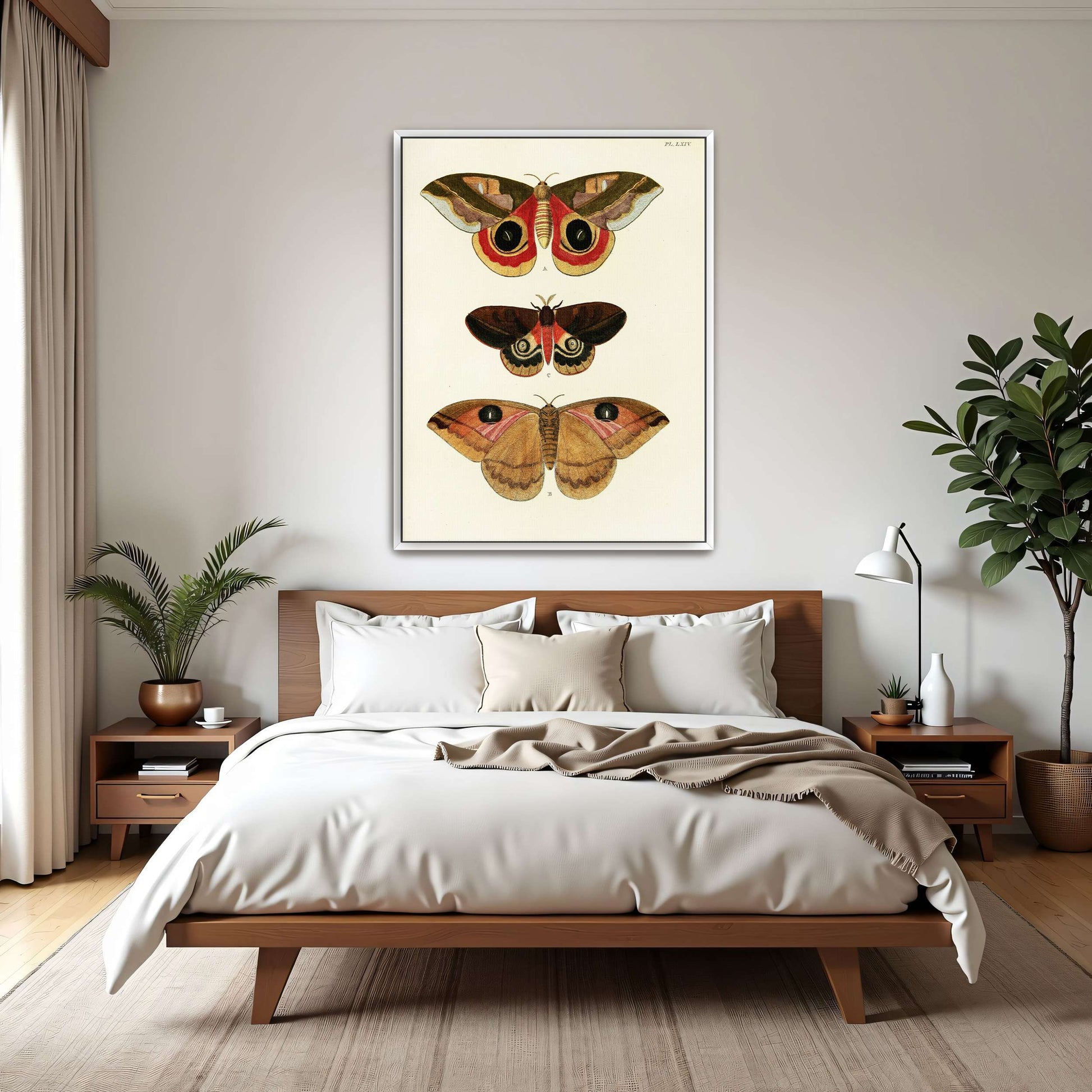 Three butterfly specimens on white background by Pieter Cramer