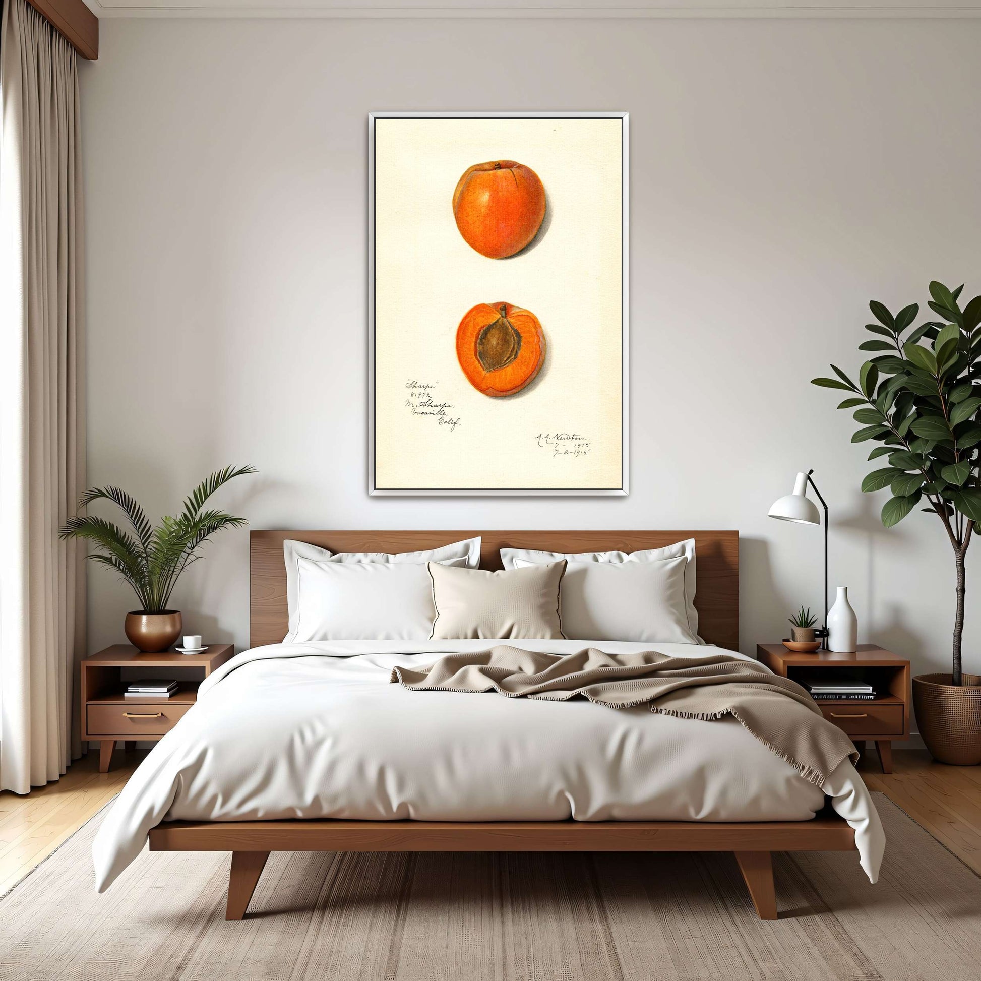 Apricot watercolor painting by Amanda Almira Newton