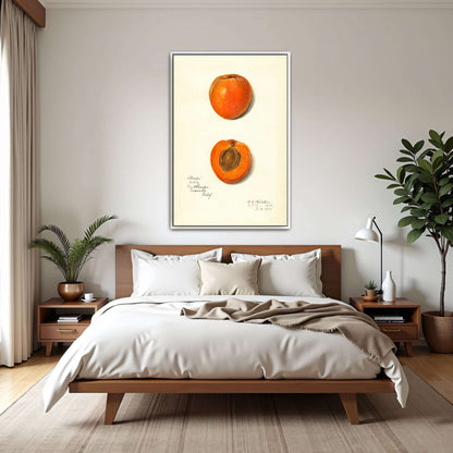 Apricot watercolor painting by Amanda Almira Newton