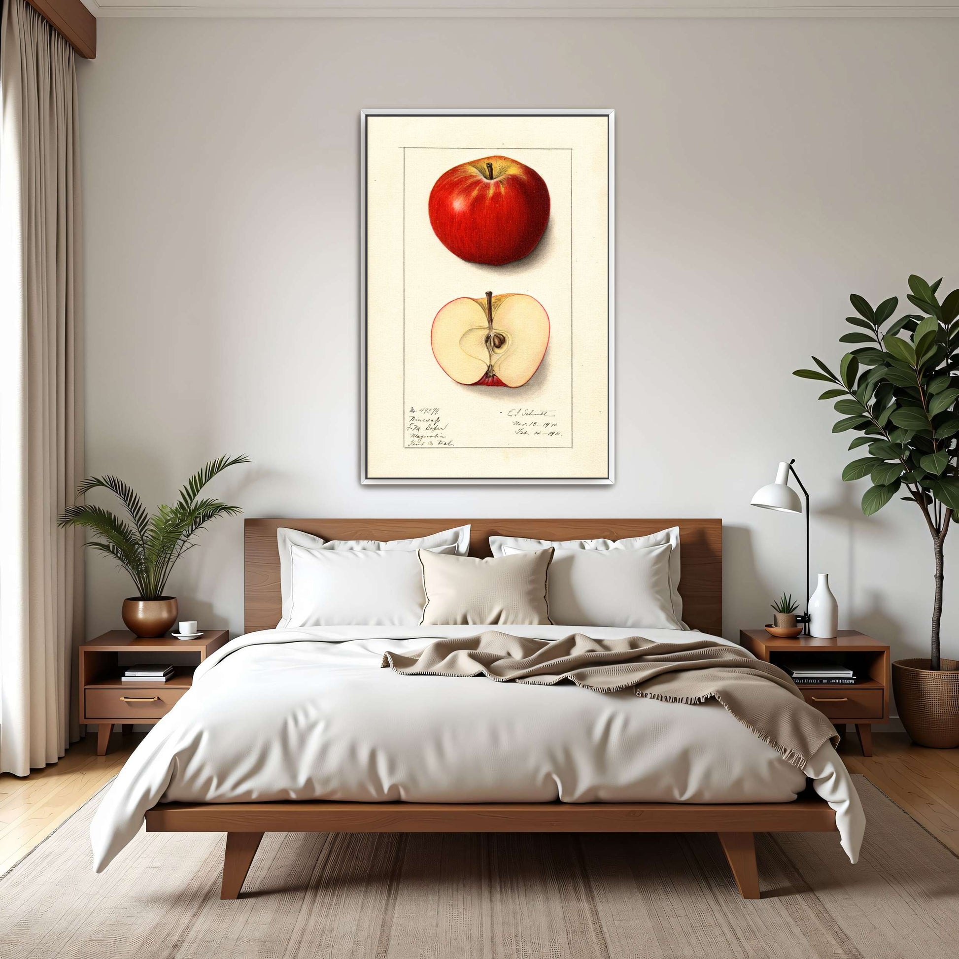 Winesap apple illustration by Ellen Isham Schutt