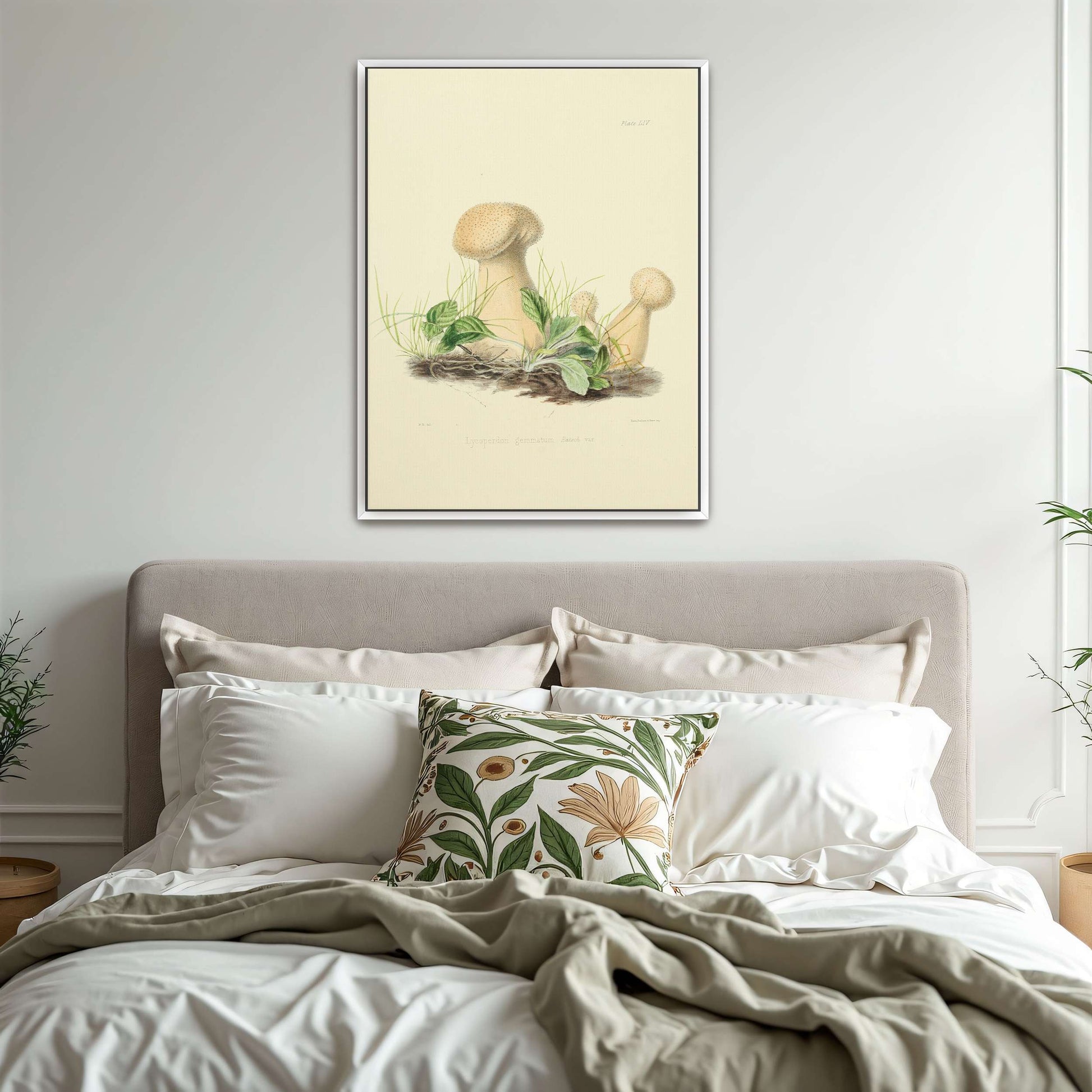 Mushrooms in grass illustration by Anna Maria Hussey