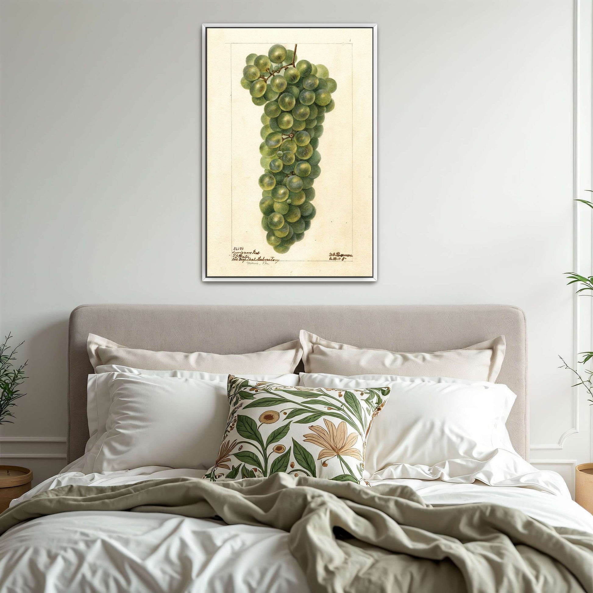 Green grape cluster watercolor by Deborah Griscom Passmore