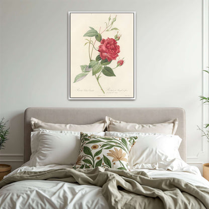 Red Rose Botanical Illustration by Pierre Joseph Redouté