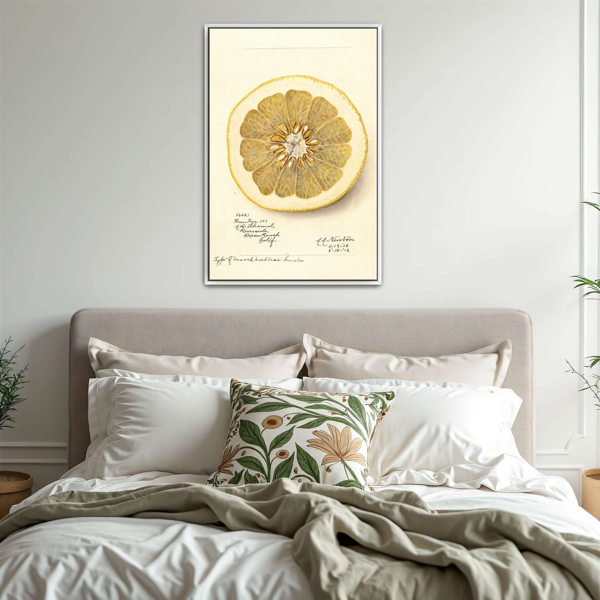 Watercolor of pomelo cross-section by Amanda Almira Newton