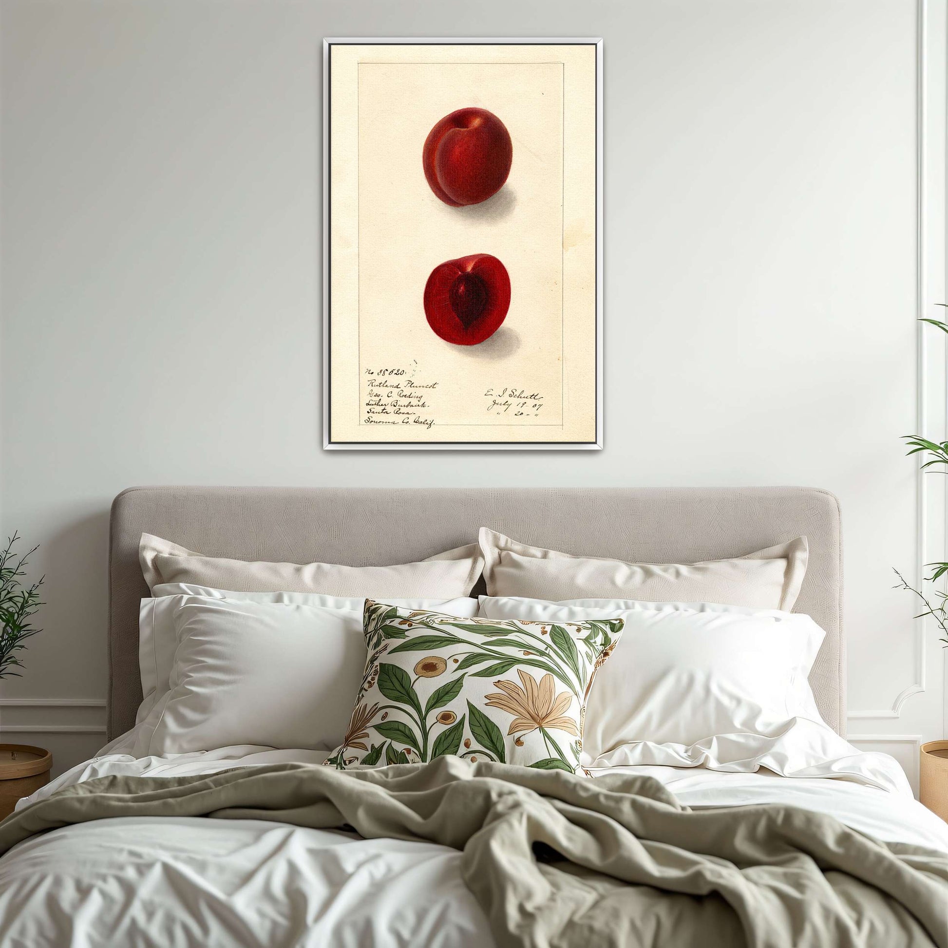 Plumcot illustration, botanical art by Ellen Isham Schutt