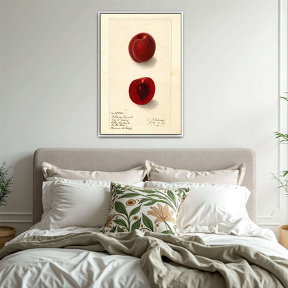 Plumcot illustration, botanical art by Ellen Isham Schutt
