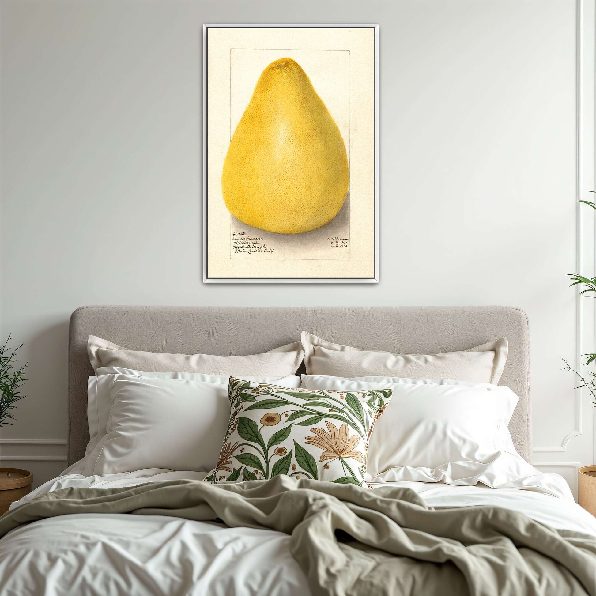 Watercolor of a pomelo by Amanda Almira Newton