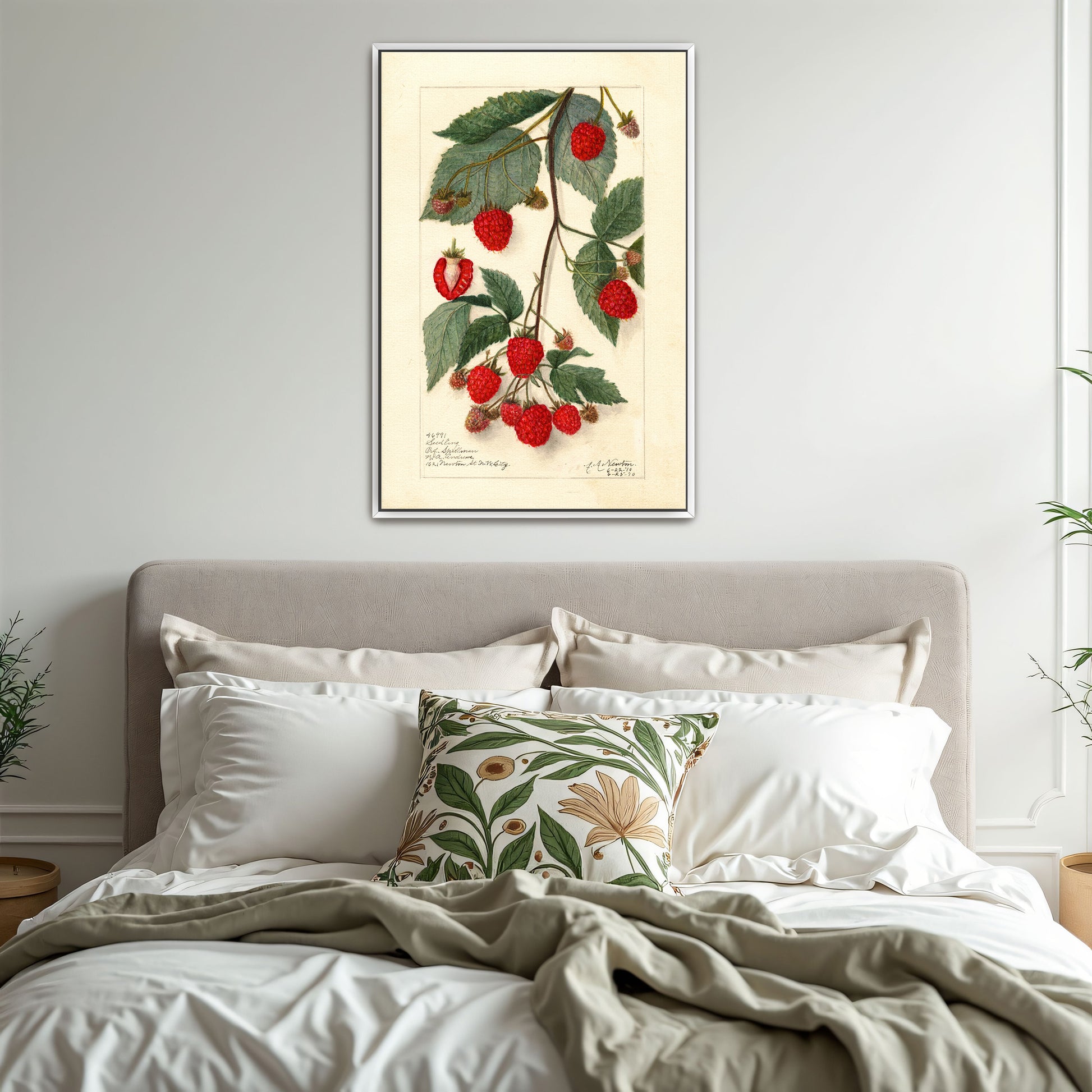 Watercolor Painting Of Raspberries On Branch By Amanda Almira Newton