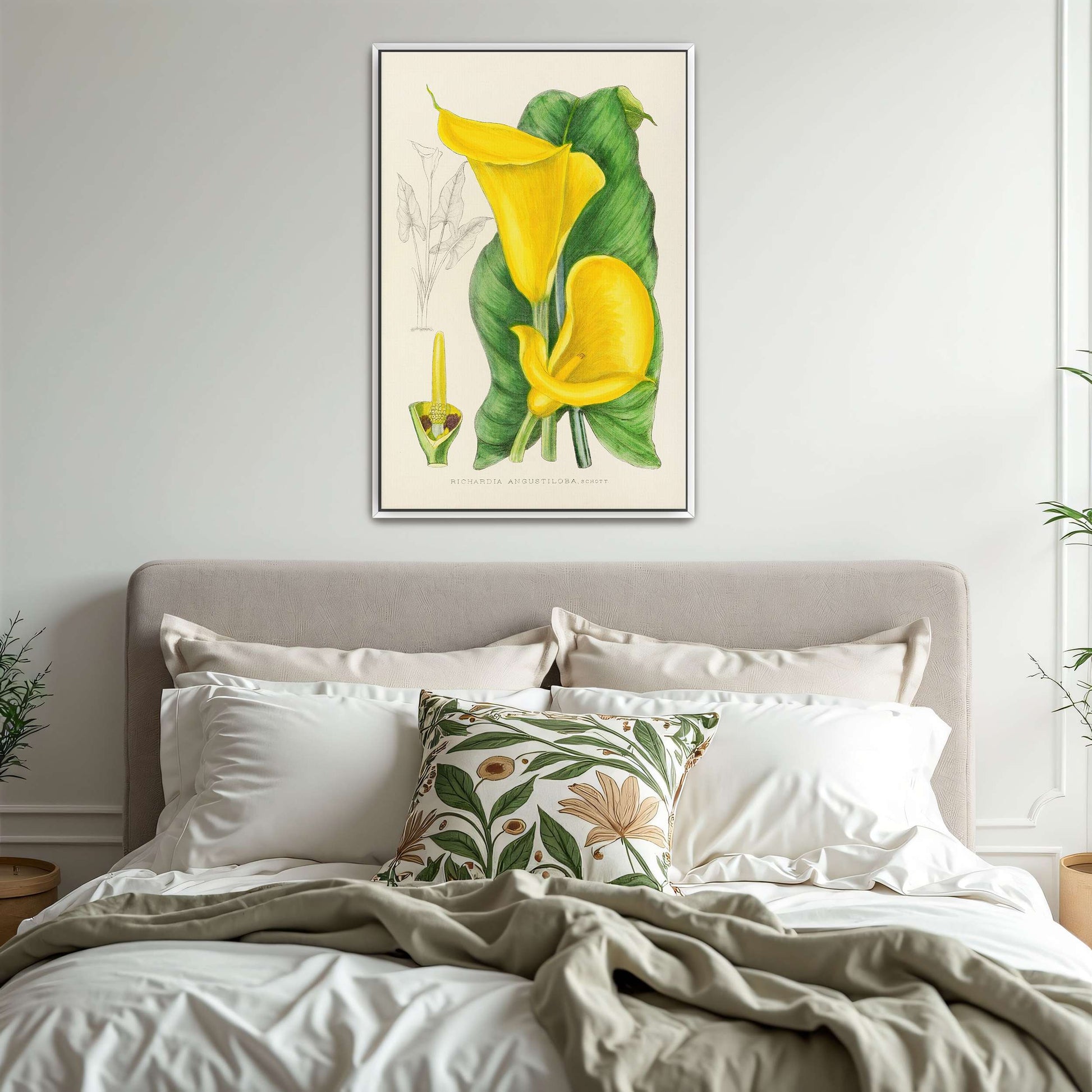 Yellow Calla Lily Botanical Illustration by Illtyd Buller Pole-Evans