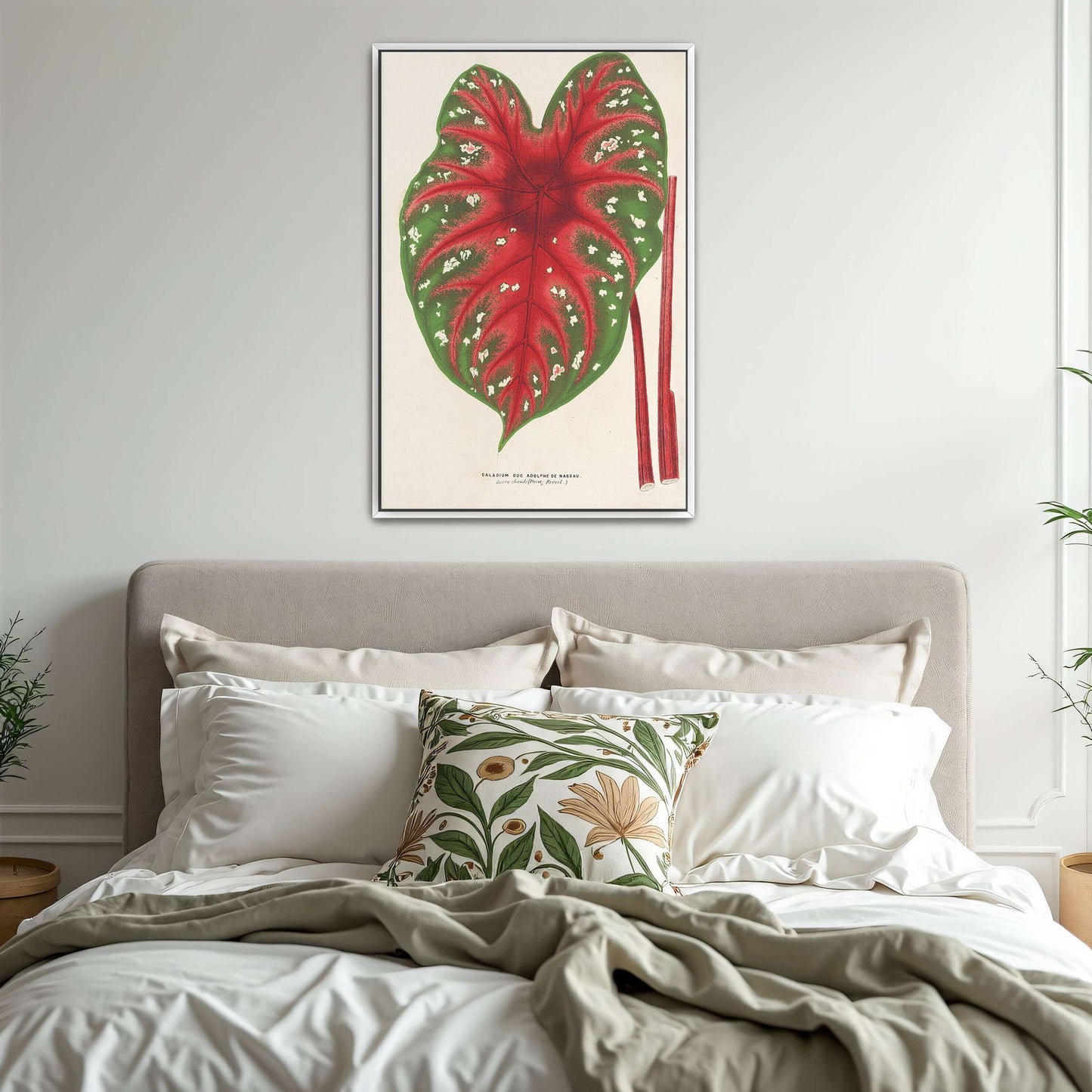 Caladium leaf botanical illustration by Charles Antoine Lemaire