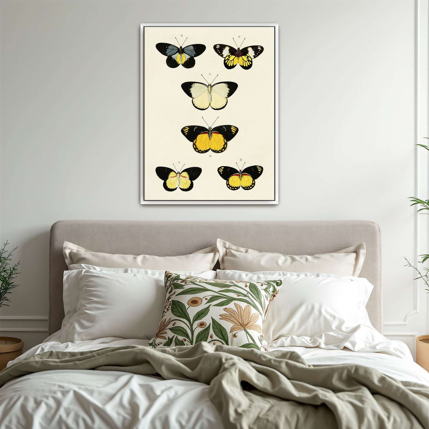 Five butterflies on white background by Pieter Cramer