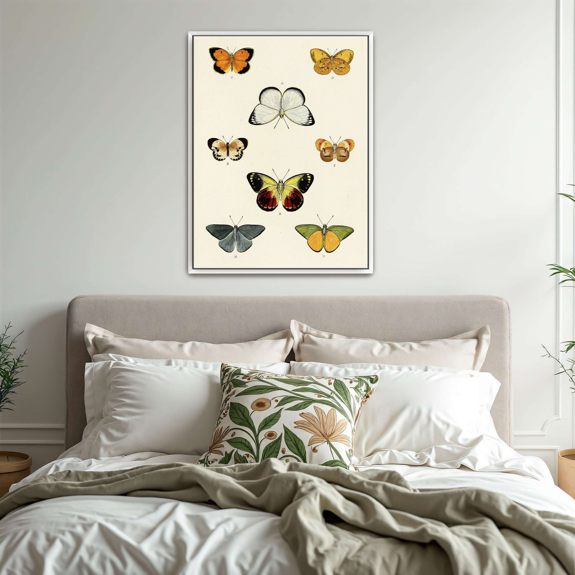 Collection of butterflies on a white page by Pieter Cramer