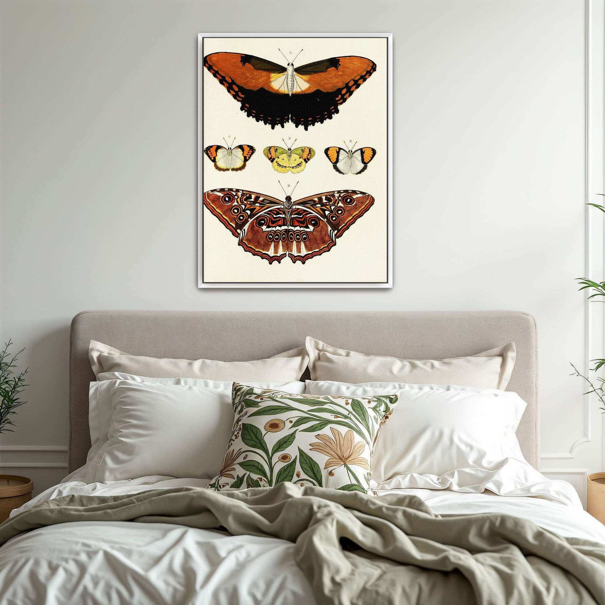 Five butterflies on white background by Pieter Cramer