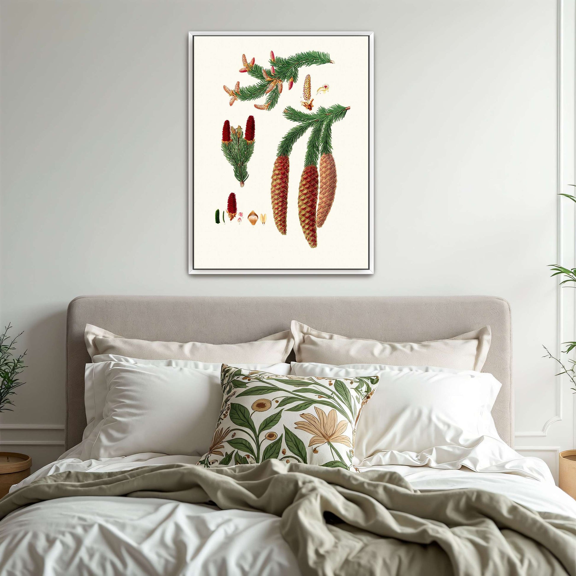 Norway spruce fir botanical illustration by Aylmer Bourke Lambert