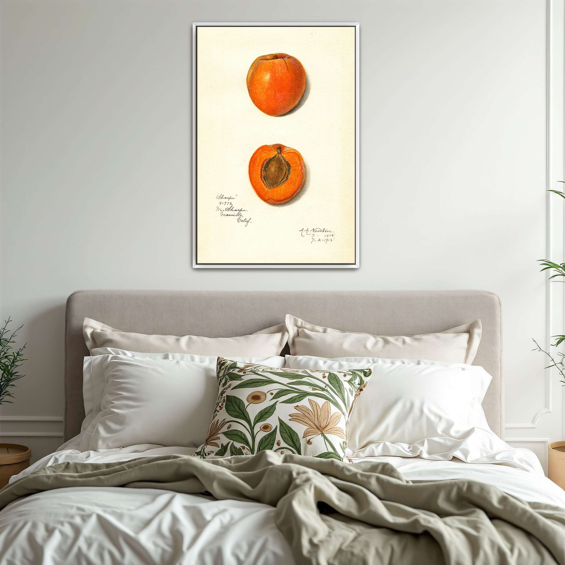 Apricot watercolor painting by Amanda Almira Newton