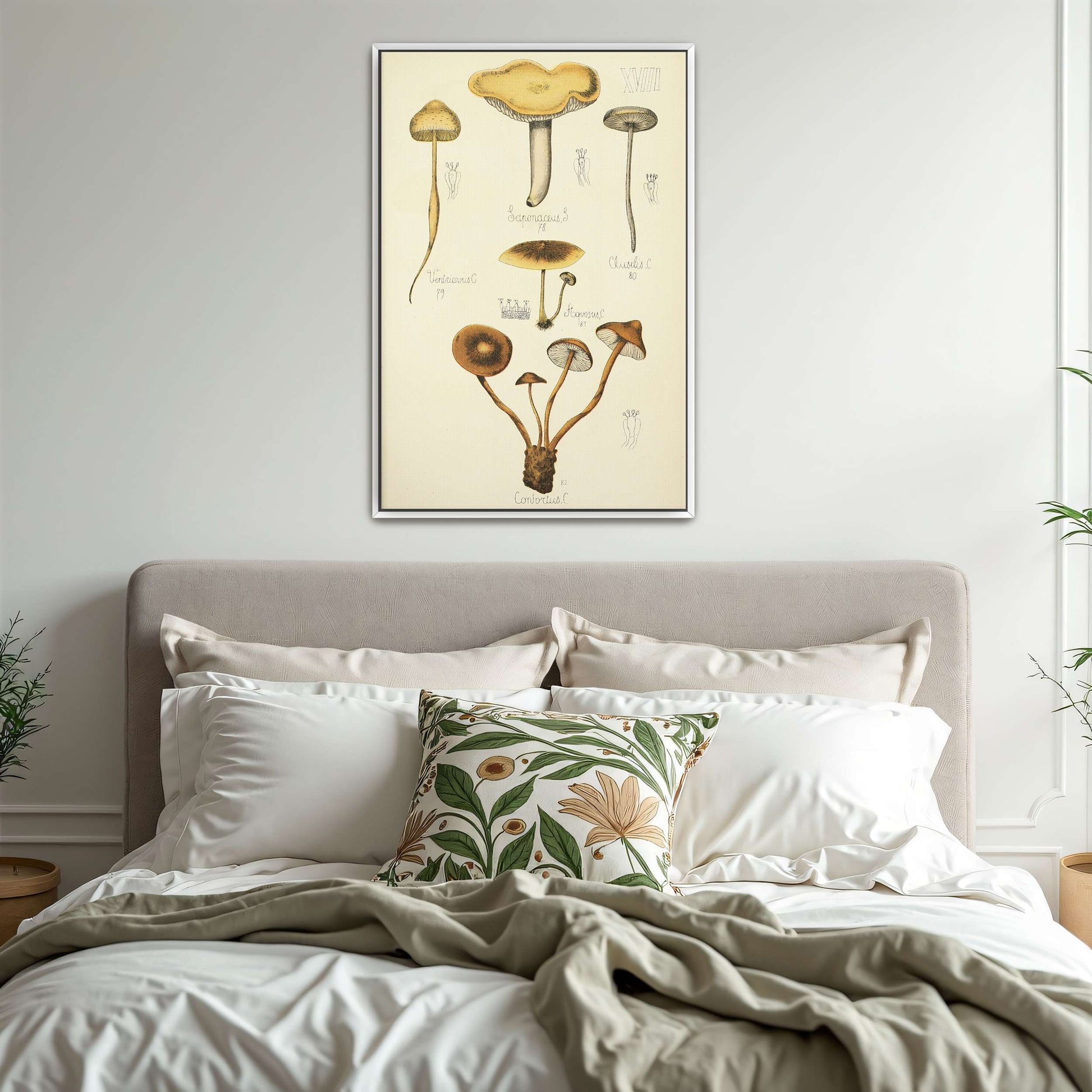 Mushroom illustration plate by Guillaume Sicard