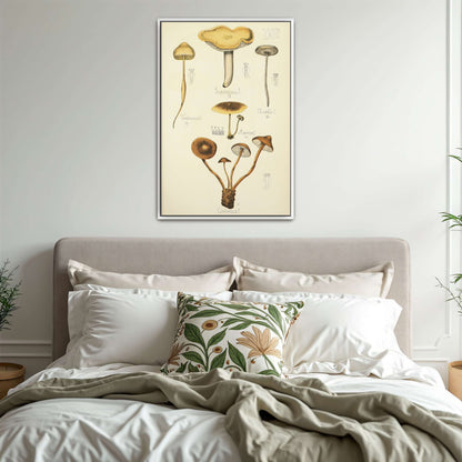 Mushroom illustration plate by Guillaume Sicard