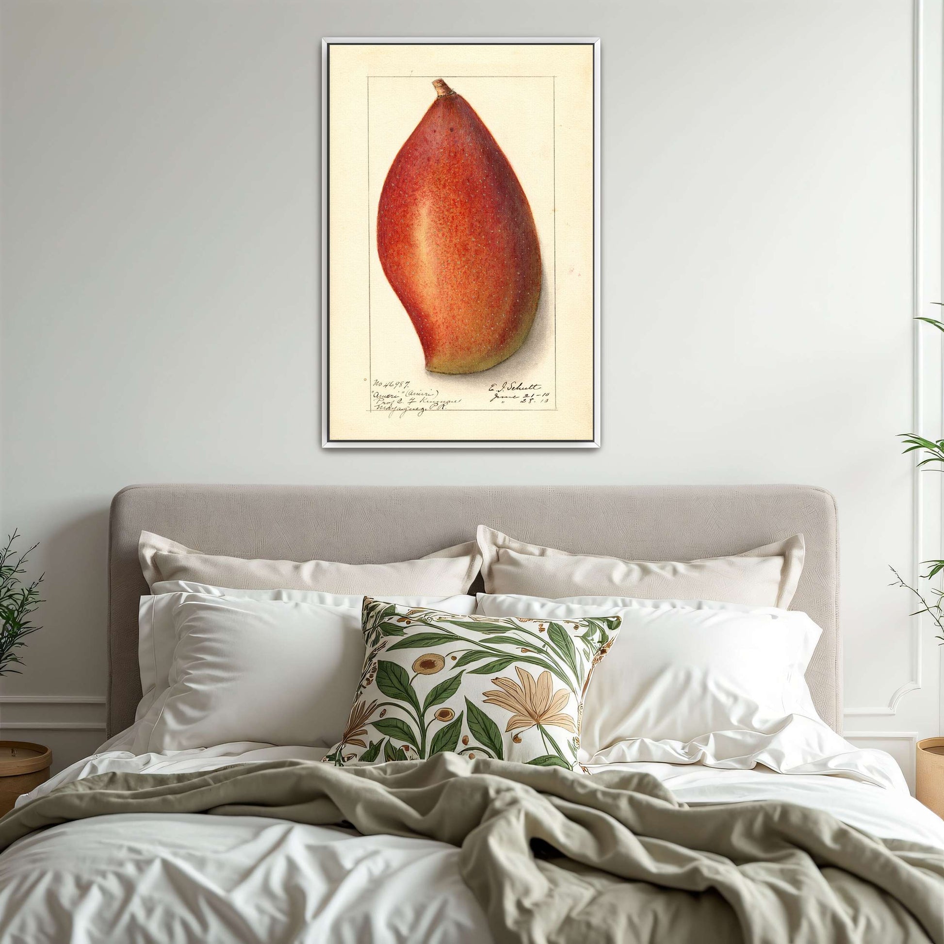 Red mango botanical illustration by Ellen Isham Schutt