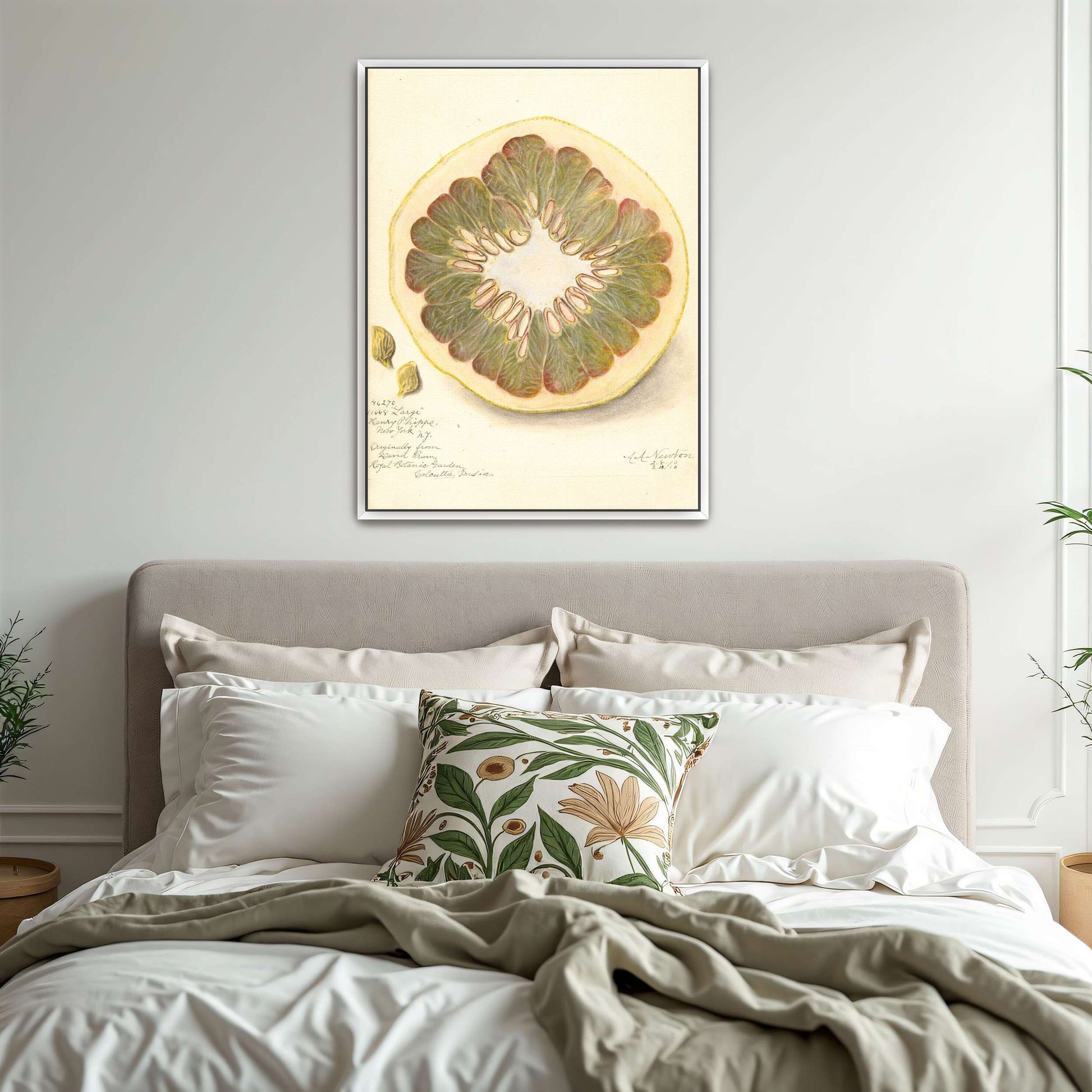 Pomelo cross-section watercolor by Amanda Almira Newton