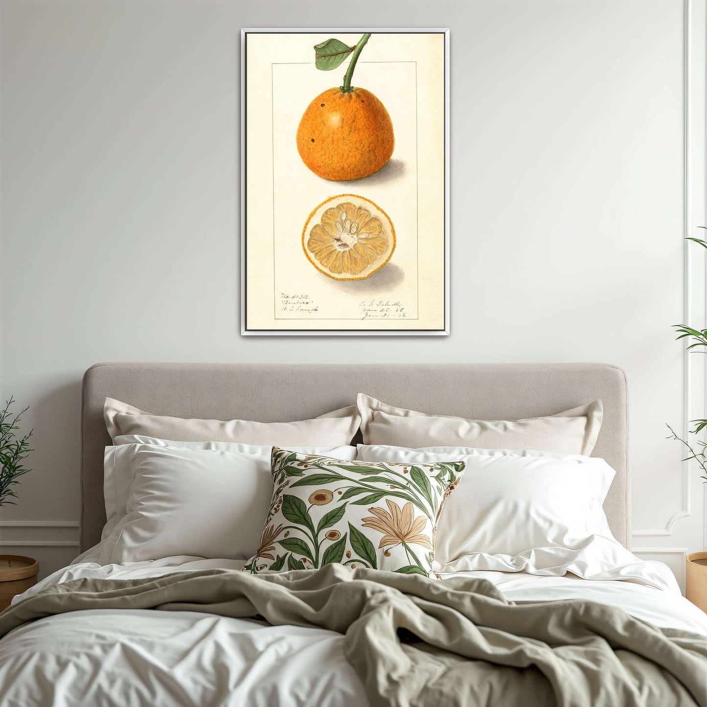Orange fruit botanical illustration by Ellen Isham Schutt
