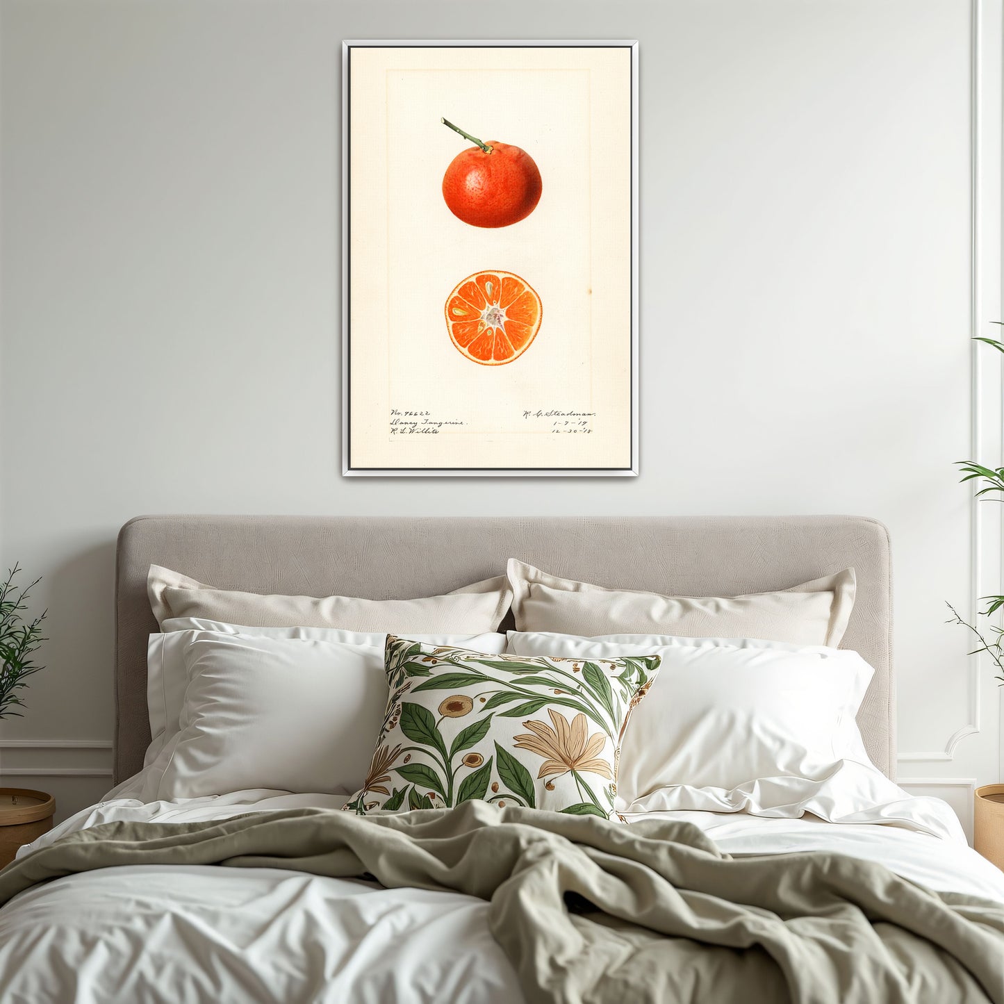 Dancy Tangerine Illustration Botanical Study By Royal Charles Steadman